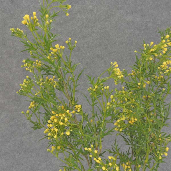 SEEDED GRASS SPRAY 30" YELLOW (2/BDL)