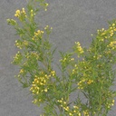 SEEDED GRASS SPRAY 30" YELLOW (2/BDL)