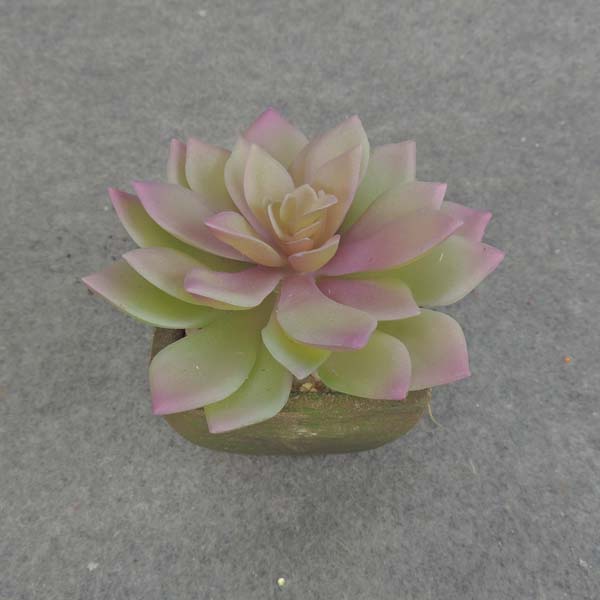 HEN & CHICK SUCCULENT w/POT 5"