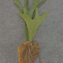 SUCCULENT (PLANTYCERIUM) 23"