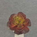 SUCCULENT PICK 6" RED/GREEN