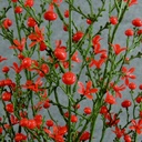 STAR FLOWER BERRY BUSH 20" RED PLASTIC