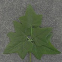 LEAF IVY  PICK 7.5"  (6/BAG)