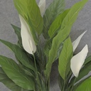 SPATHIPHYLLUM/PEACE LILY X5 3'