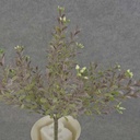 BOXWOOD MINI BUSH 11" X7       