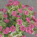 WILD FLOWER BUSH 10" X7 w/BUDS   PINK