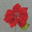 POINSETTIA SPRAY 20" 10" Dia  RED VELVET