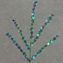 SEQUIN SPRAY X5 17"  BLUE/GREEN