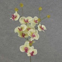 PHALAENOPSIS MINI SPRAY X3 23"  CREAM/GREEN