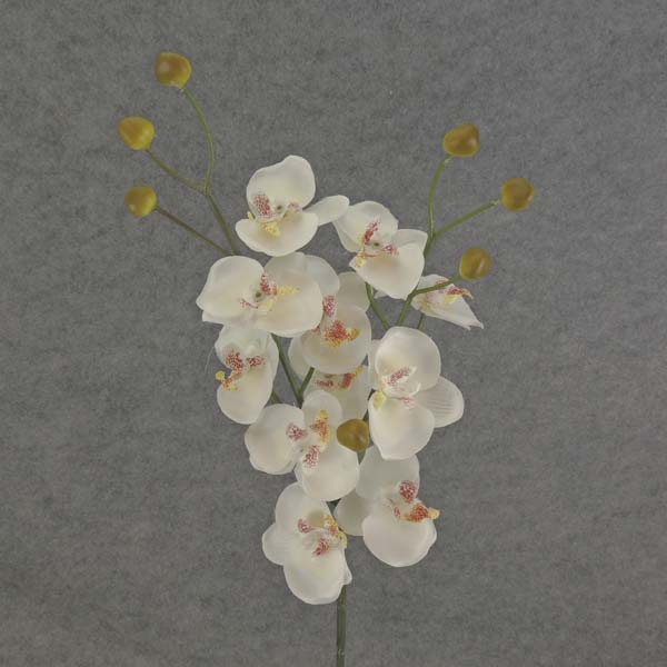 PHALAENOPSIS MINI SPRAY X3 23"  CREAM/WHITE