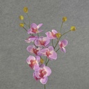 PHALAENOPSIS MINI SPRAY X3 23"  PURPLE