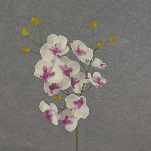 PHALAENOPSIS MINI SPRAY X3 23"  PURPLE/WHITE