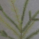 PINE MIXED SPRAY 32&quot;