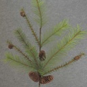 PINE MIXED SPRAY 30&quot; X8 W/CONES
