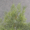 JUNIPER PICK BUNDLE 13" (3/BUNDLE)