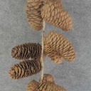 PINE CONE GARLAND NATURAL 66"