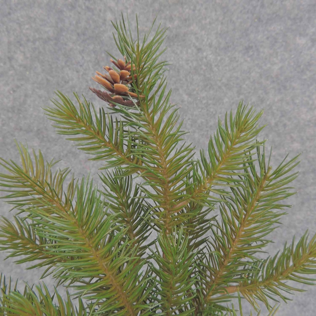 PINE SPRAY w/CONES X9 18"  GREEN