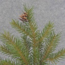 PINE SPRAY w/CONES X9 18"  GREEN