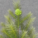 PINE SPRAY w/CONES X9 18"  LIGHT GREEN