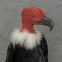 15"HEAD UP VULTURE W/RED NECK