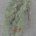 PINE HANGING BUSH W/CONES 24"