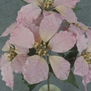 POINSETTIA BUSH X7 17" PINK