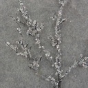 ICE TWIG PICK 12" (1 DZ/BAG)