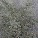PINE SPRAY PLASTIC 19"