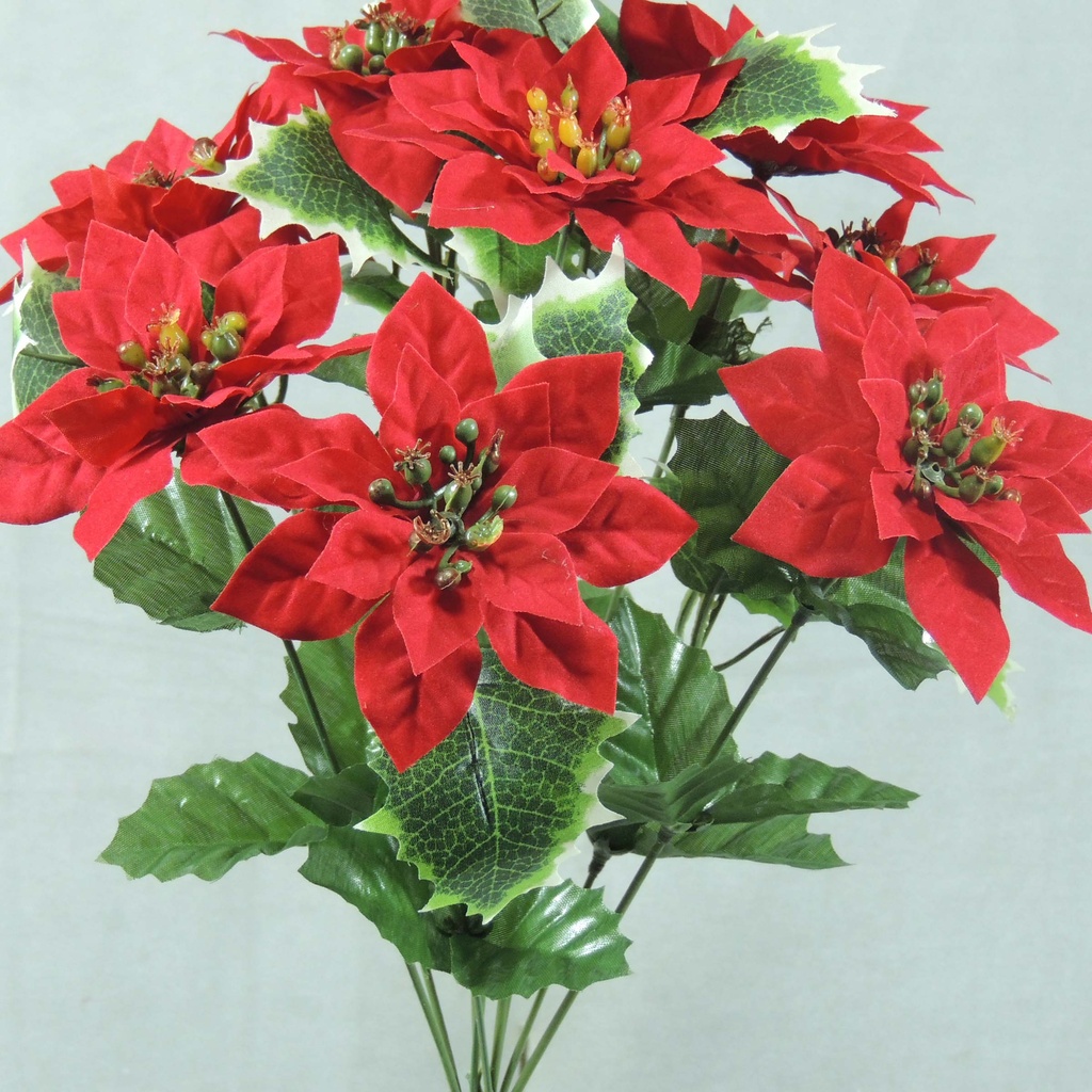 POINSETTIA SMALL BUSH X10