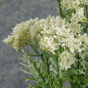 QUEEN ANN'S LACE SPRAY 29" 2 PER BUNDLE