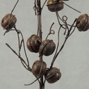 JINGLE BELL PICK 12"  RUSTIC BROWN