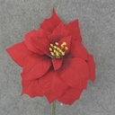 POINSETTIA PICK 10" DIA. VELVET RED (1 DZ/BAG)