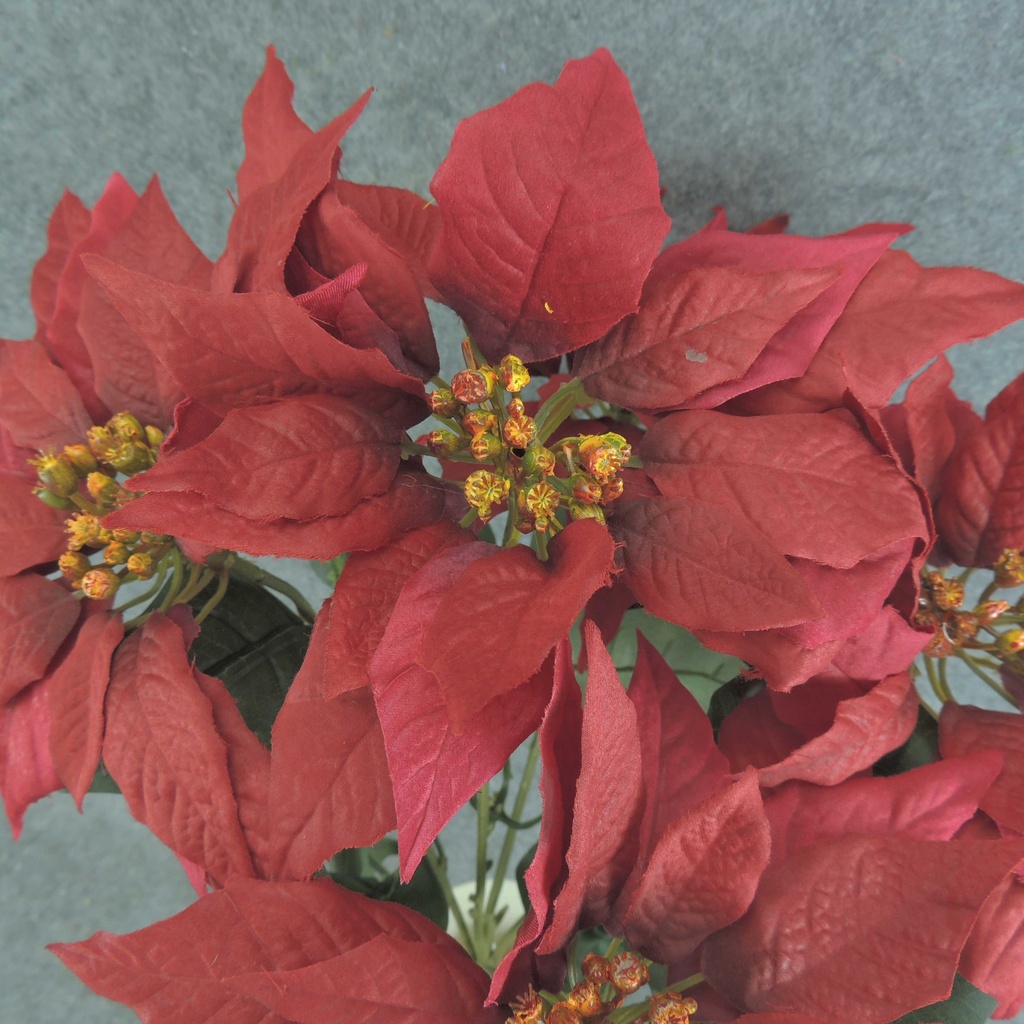 POINSETTIA BUSH X5 22" M/P