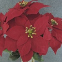 POINSETTIA VELVET BUSH X5 19" RED