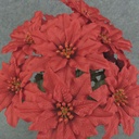 POINSETTIA BUSH 16" X12