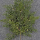 CEDAR SPRAY X15 20" W/BERRIES (SOFT TOUCH)