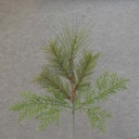 18&quot; PINE SPRAY W/ 3 TYPES