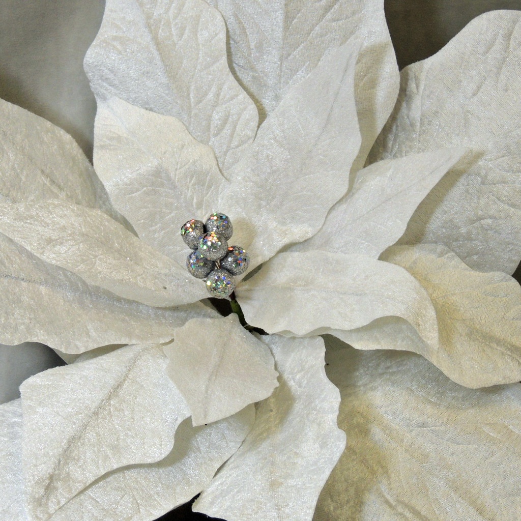 POINSETTIA DISPLAY 51" STEM  WHITE