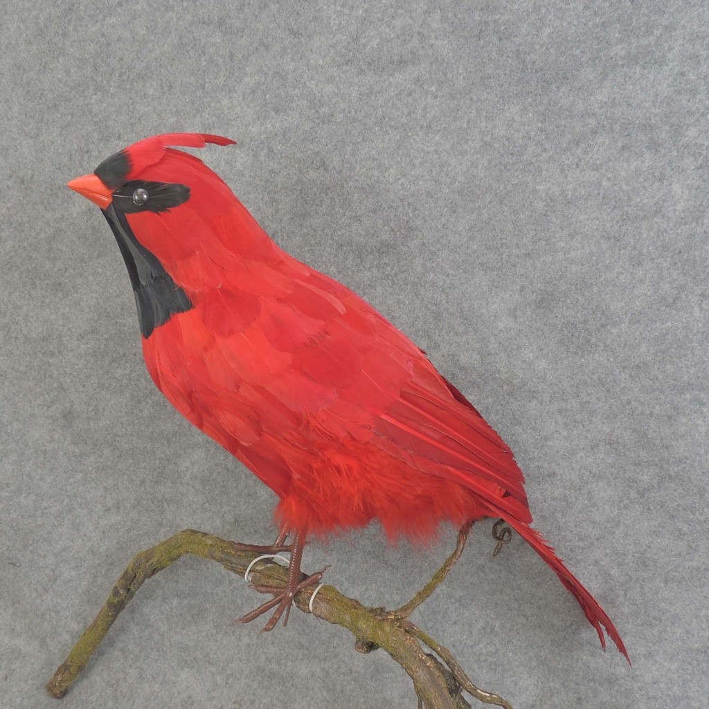 18&quot; STANDING FEATHER CARDINAL