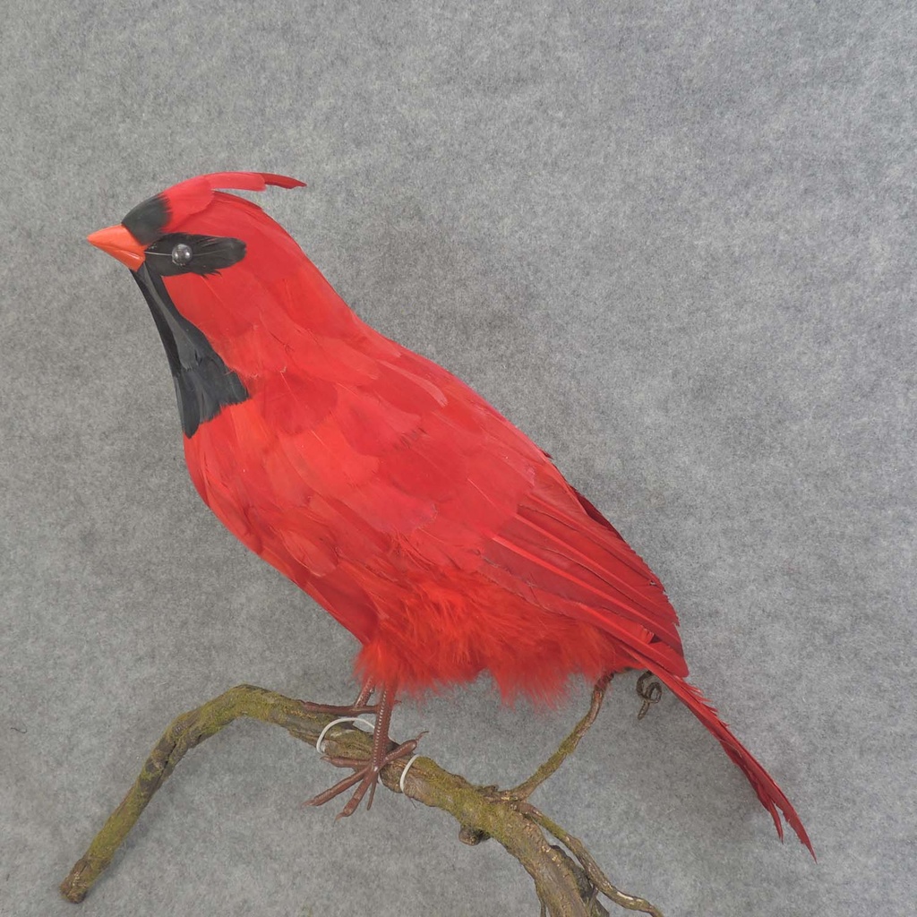 18" STANDING FEATHER CARDINAL