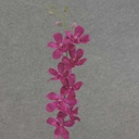 DENDROBIUM ORCHID SPRAY 29"  PURPLE