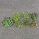 SUCCULENT PICK MIX LARGE 7/BAG