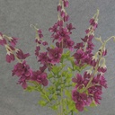 DELPHINIUM BUSH X5 24"  FUCHSIA