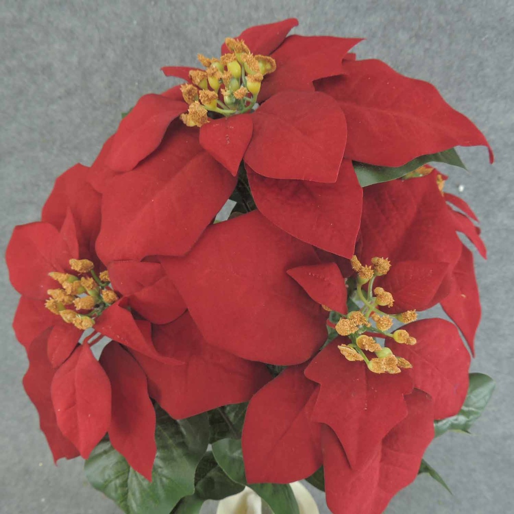 19" RED POINSETTIA BUSH X5 9"dia BLMS