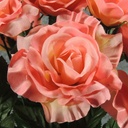 ROSE OPEN BUSH X12   PEACH