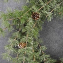 WREATH MING PINE W/CONES 24"