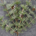 PINE SPARY W/ CONES 24" MING PINE