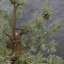 TREE MING PINE W/CONES 20" BURLAP BASE