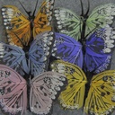 2.5&quot; FEATHER BUTTERFLY  PASTEL  ASSORTED