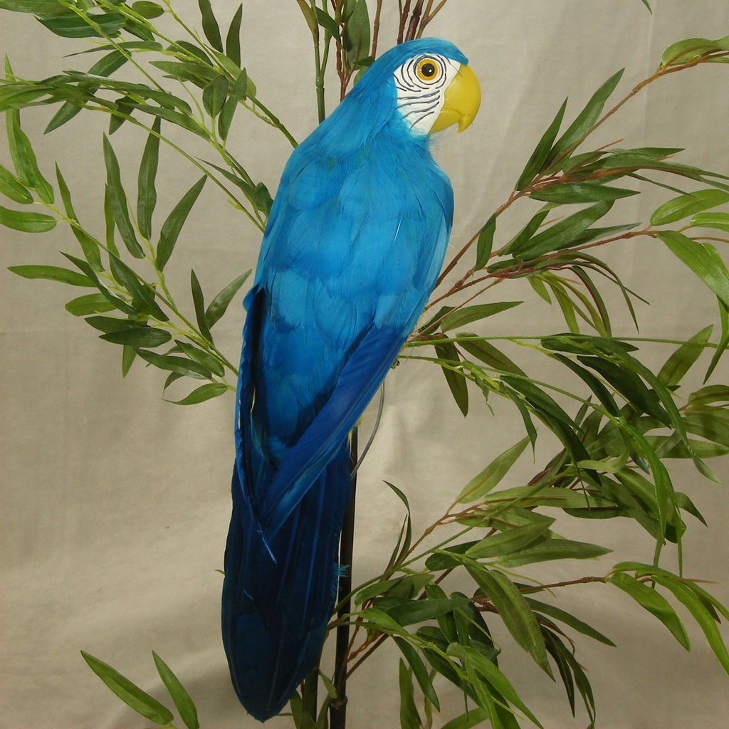 20" BLUE PARROT